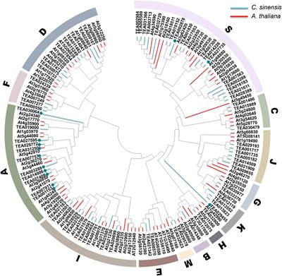 Divergent Response Strategies of CsABF Facing Abiotic Stress in Tea Plant: Perspectives From Drought-Tolerance Studies